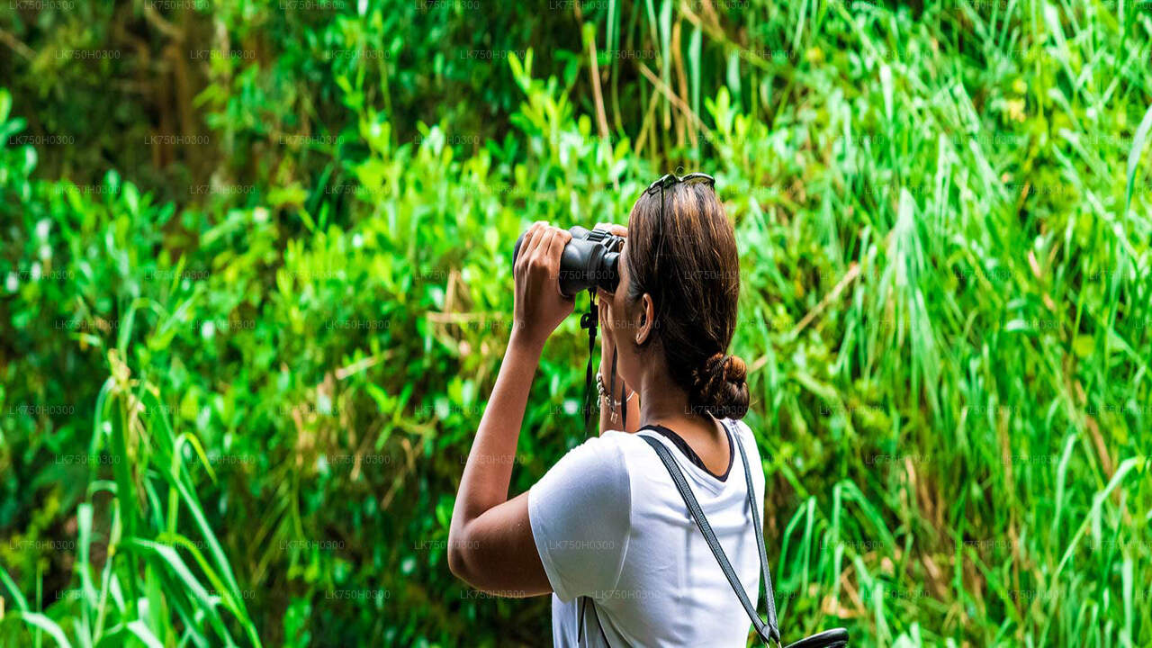 Birdwatching Forest Trek in Kitulgala from Colombo