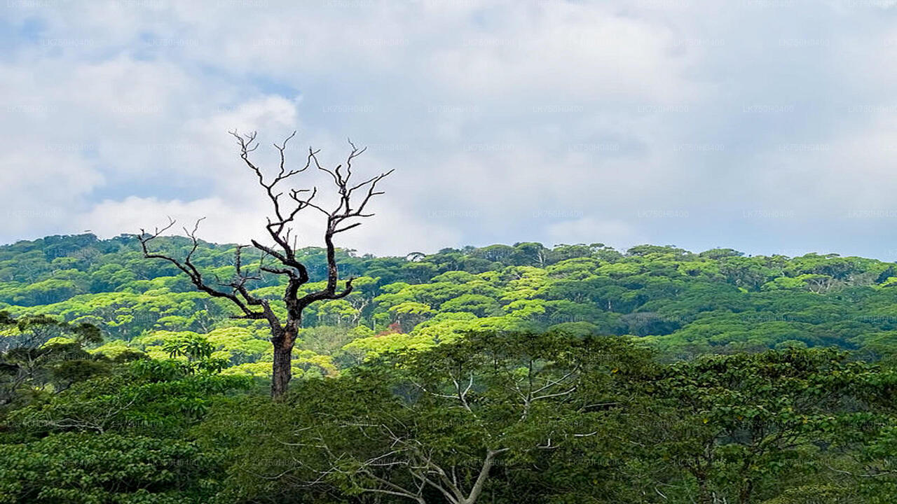 Birdwatching Trek in Sinharaja Rainforest from Colombo