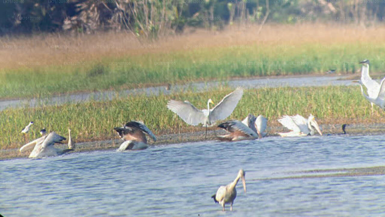 Birdwatching in Jaffna Lagoon