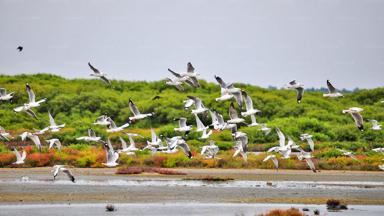 Birdwatching in Jaffna Lagoon