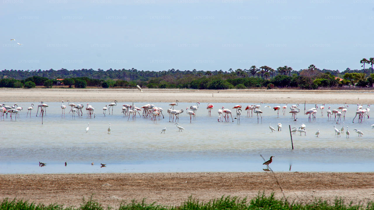 Birdwatching in Jaffna Lagoon