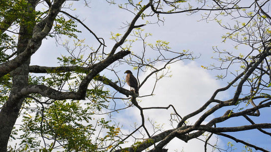مراقبة الطيور في محمية أناويلونداوا من كالبيتيا