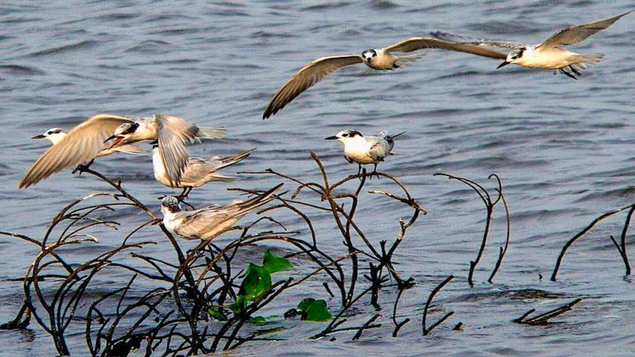 Birdwatching at Muthurajawela Marsh from Negombo