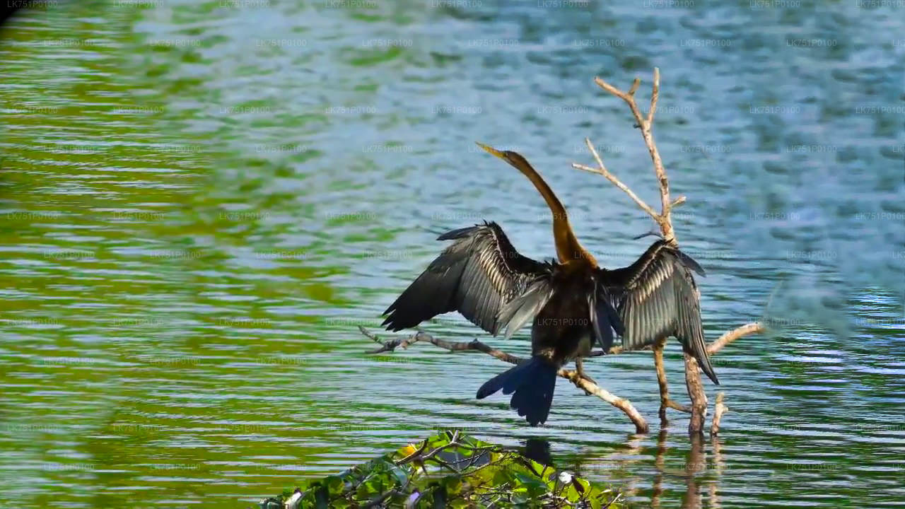 Birdwatching at Muthurajawela Marsh from Negombo