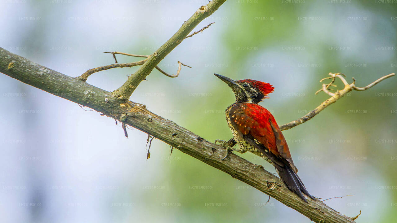 Birdwatching Trek in Horton Plains National Park