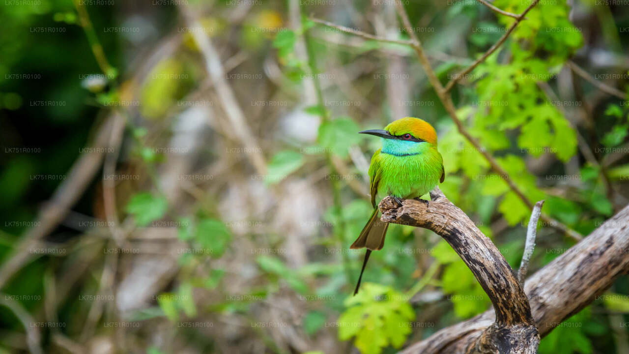 Birdwatching Trek in Horton Plains National Park