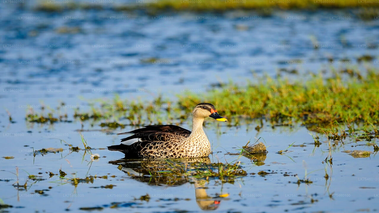 Birdwatching walk on Mannar Island