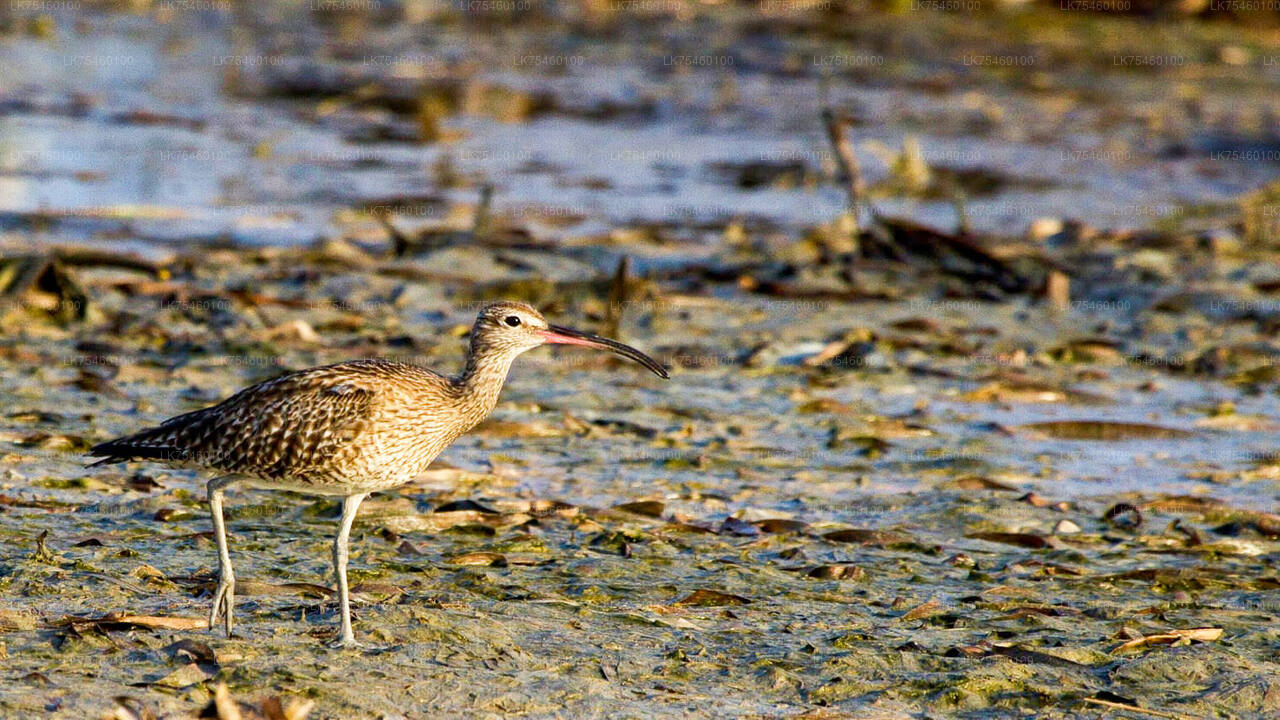 Birdwatching walk on Mannar Island