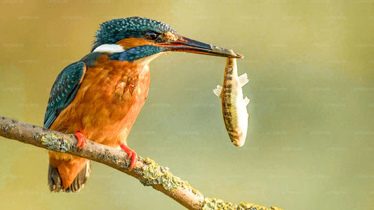 سفاري لمشاهدة الطيور في حديقة كومانا الوطنية