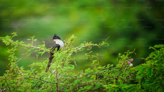 Birdwatching at Sinharaja Rainforest from Mount Lavinia