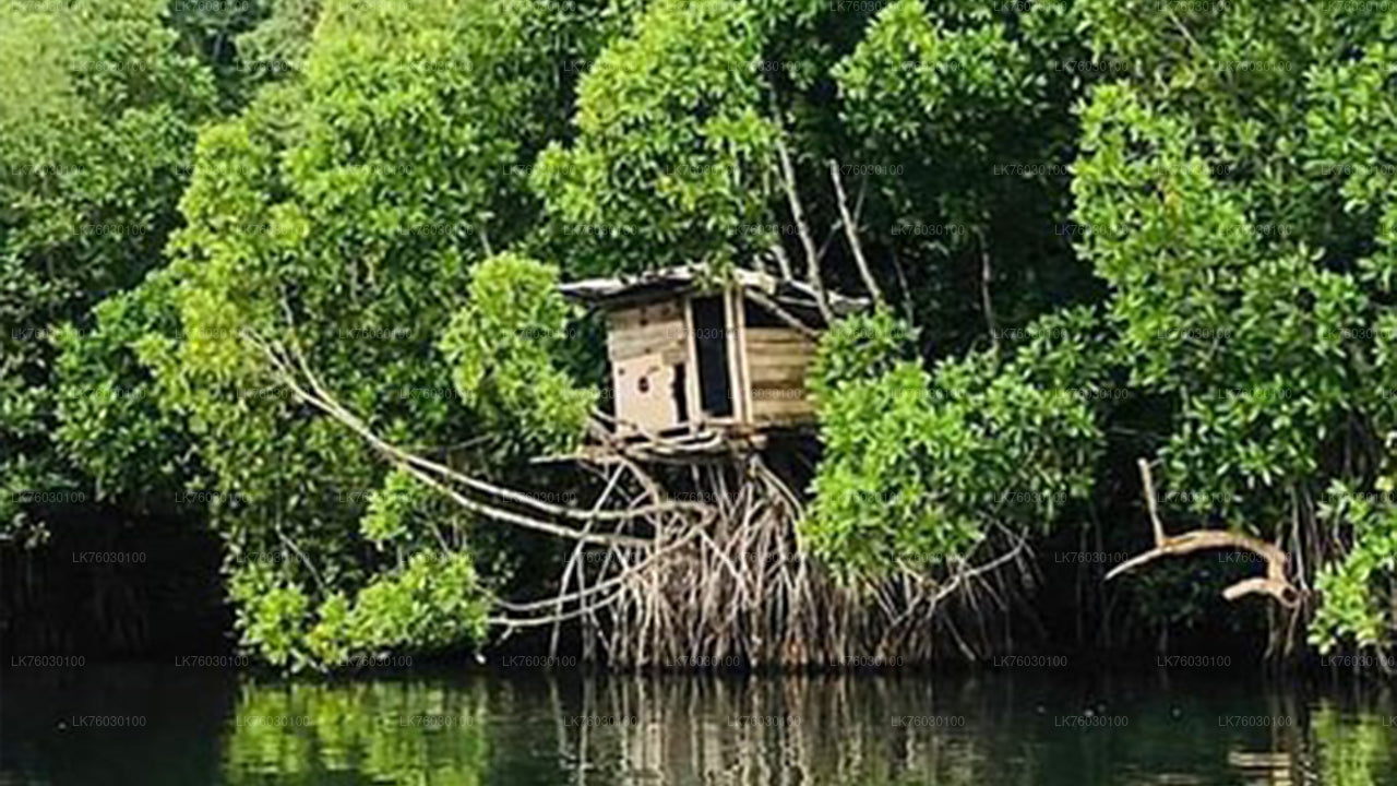 Madol Duwa Boat Safari