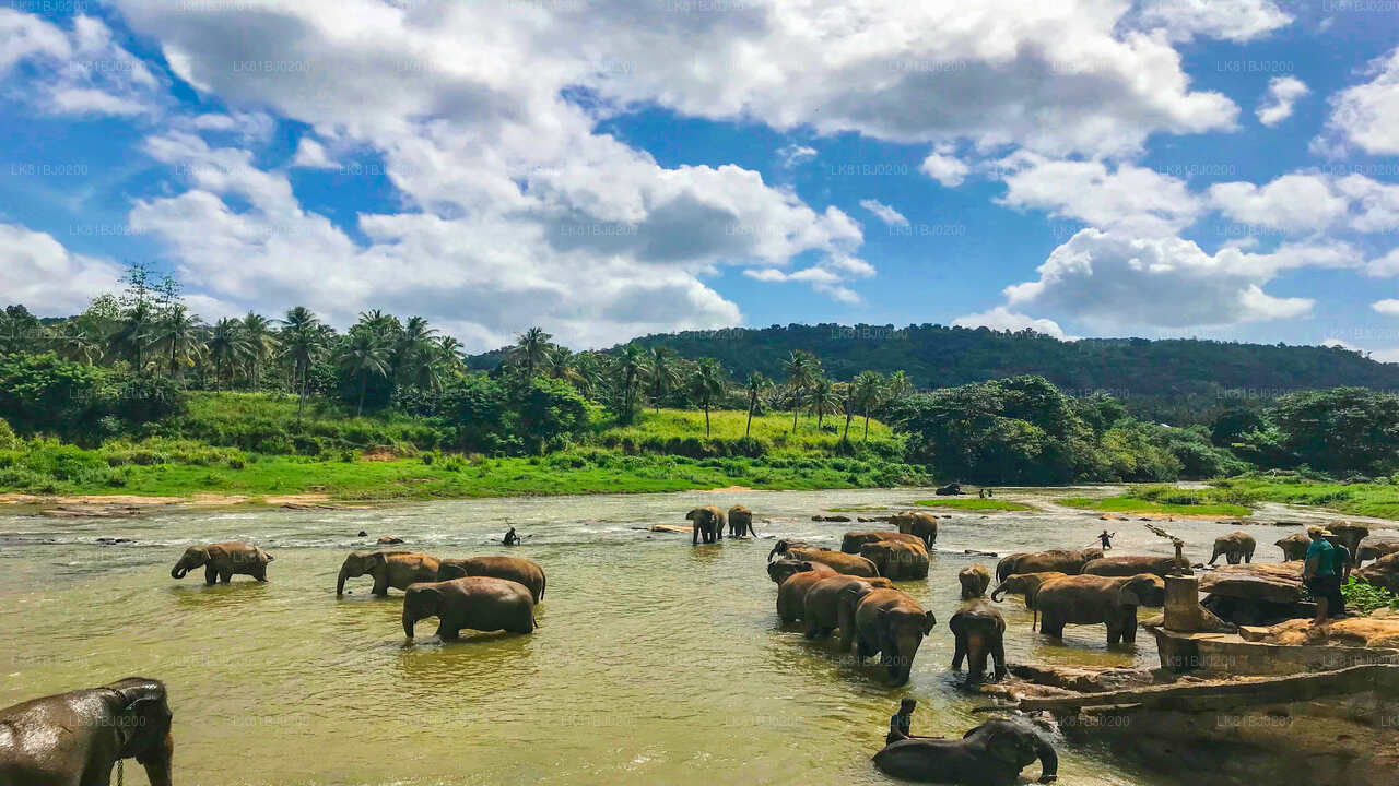 Pinnawala Elephant Orphanage from Colombo Seaport